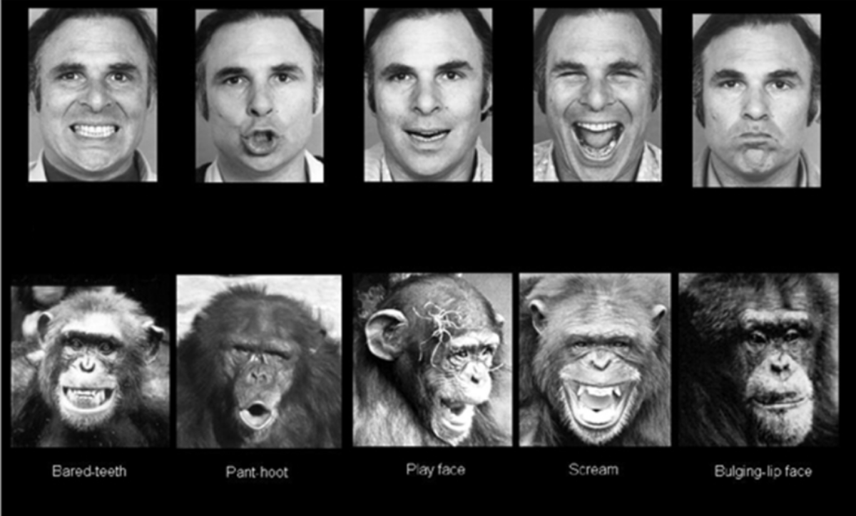 Que es la etologia humana