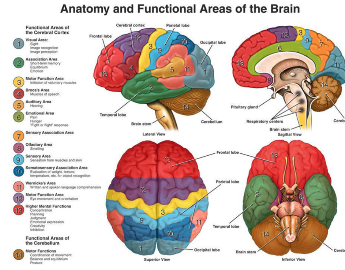Qué es neurologia funcional